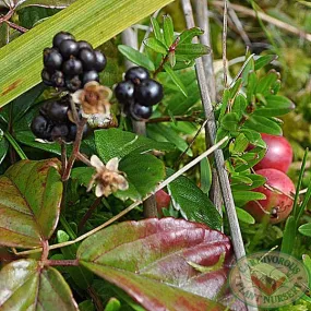 Bog Blackberry